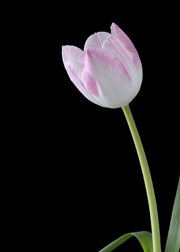 Tulipe rose blanche sur noir sur Carine Belzon