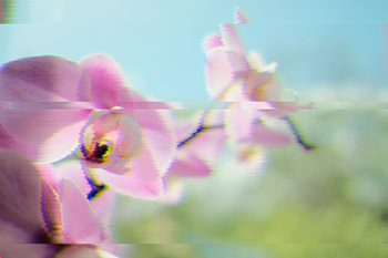 Orchidee Glitch Art