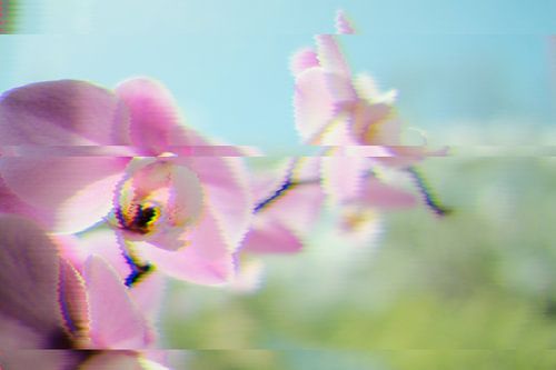 Orchid glitch art
