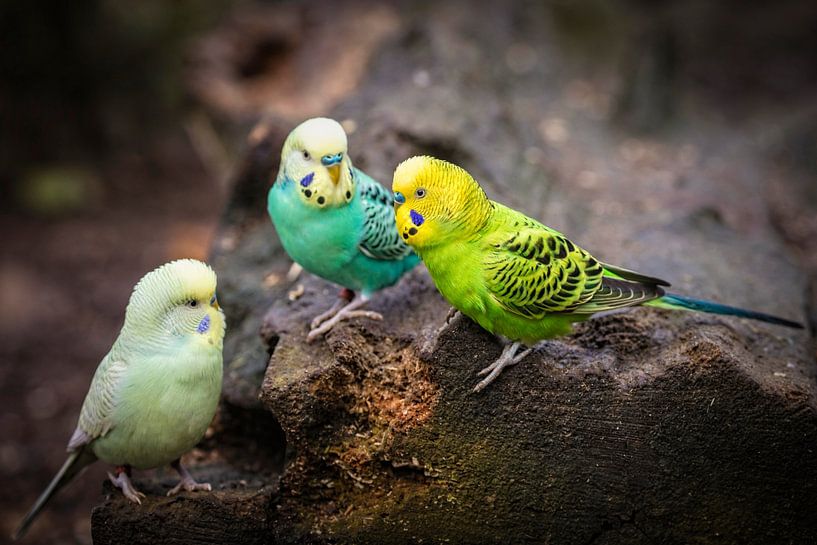Parakeets by Rob Boon