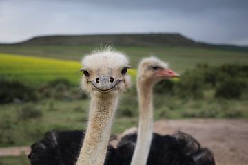 Ostrich by Christel Smits
