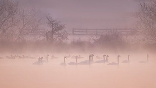 Zwanen in de mist