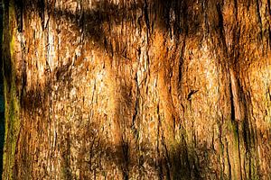Baumstamm Sequoia