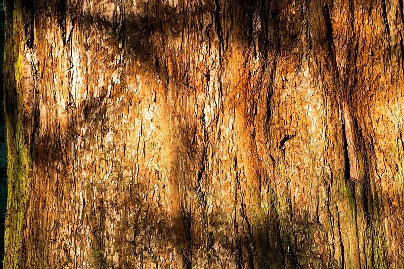 Boomstam Sequoia van Dieter Walther