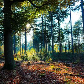 Herfst in het bos van Marloes Post