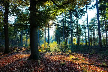 Herfst in het bos