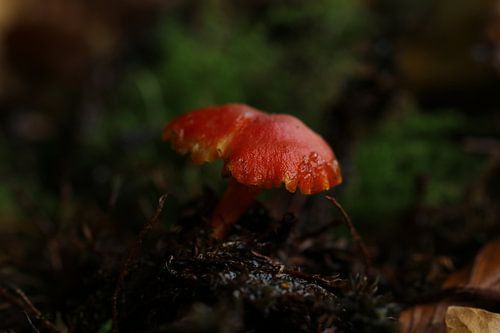 Scarlet Washing plate (Hygrocybe coccinea)
