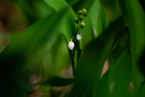May bell