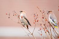 pestvogels  van Rando Kromkamp thumbnail