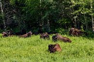 Wild bison on the Alaska Highway in Canada by Roland Brack thumbnail