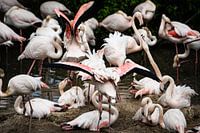 Flamingo-Chaos