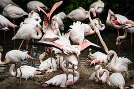 Flamingo Chaos van gwen van Mossevelde