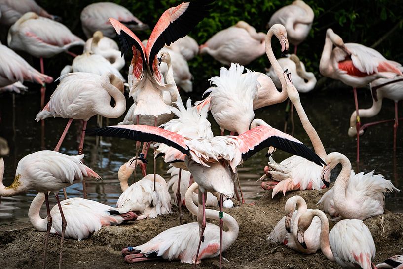 Flamingo Chaos by gwen van Mossevelde