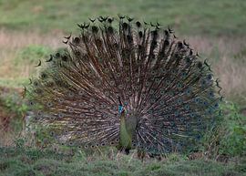 A green peacock with flared tail feathers by Anges van der Logt