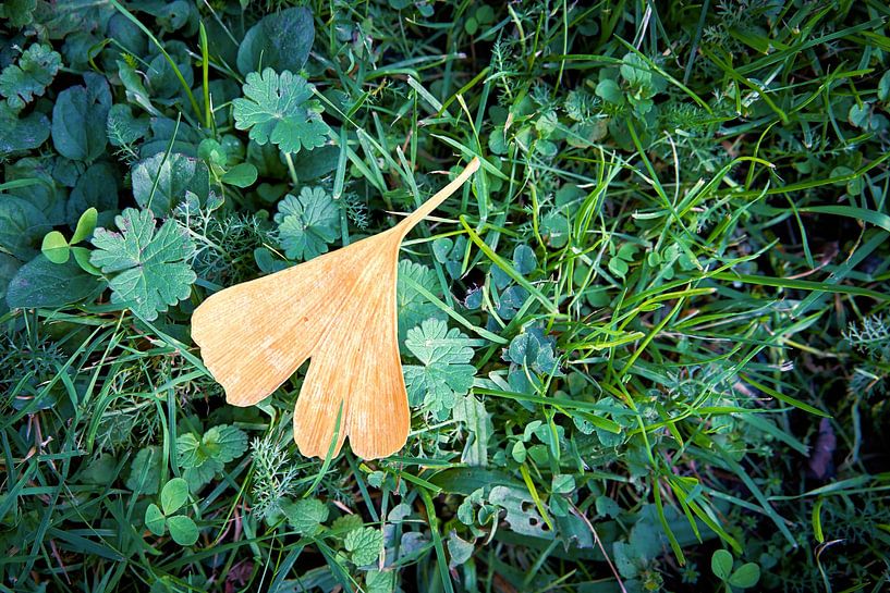 Feuille de ginkgo dans une prairie par Heiko Kueverling