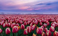 Nederlands landschap tijdens zonsondergang