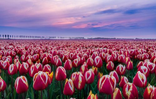 Dutch landscape during sunset