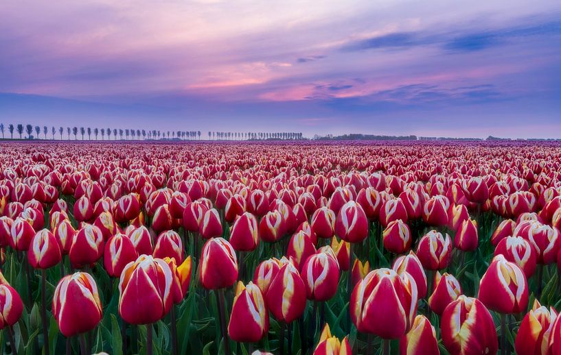 Dutch landscape during sunset by Olga Ilina