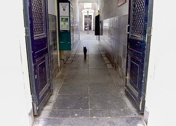 Le chat de la passerelle sur FioletS