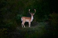 A Male Fallow Deer At Sunset by Dushyant Mehta thumbnail