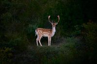 Ein männlicher Damhirsch bei Sonnenuntergang