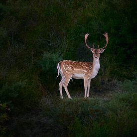 A Male Fallow Deer At Sunset by Dushyant Mehta