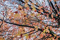 Herbstfarben in der Natur, Twente in den Niederlanden