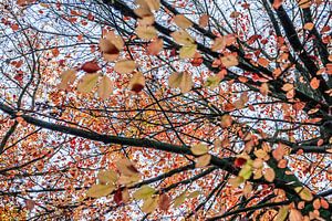 Couleurs d'automne dans la nature, Twente aux Pays-Bas