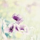 Mohn by Jana Behr thumbnail