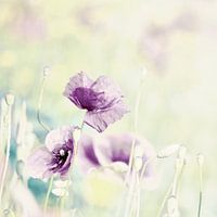 Mohn