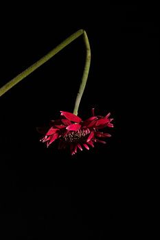 rote Gerbera auf Schwarz