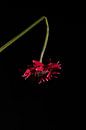 red gerbera on black by Jolanda Grutter thumbnail