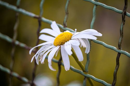 Gänseblümchen im Zaun