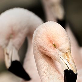 oogcontact met de roze flamingo von Sandra Kuijpers