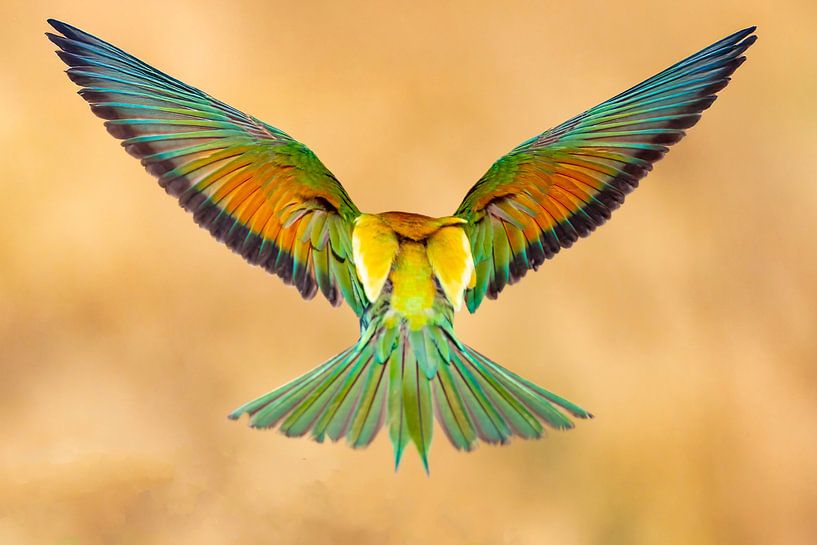 Bee-eater, Merops apiaster by Gert Hilbink