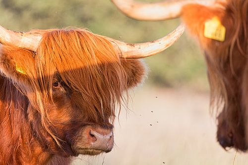 Schotse hooglander kijkt je aan
