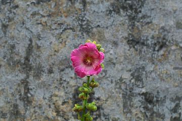 Mauerblümchen ; Eibisch rosa von Blond Beeld