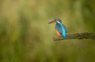 Eisvogel von Lia Hulsbeek Brinkman Miniaturansicht