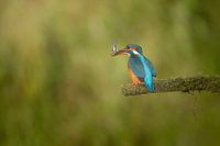 Eisvogel