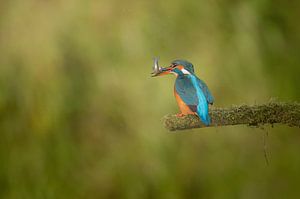 ijsvogel kingfisher van Lia Hulsbeek Brinkman