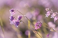 Pink blossom dream