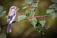 Shrike