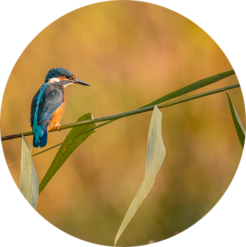 Ijsvogel in de ochtend van Ard Jan Grimbergen