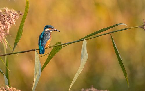 Kingfisher in the morning