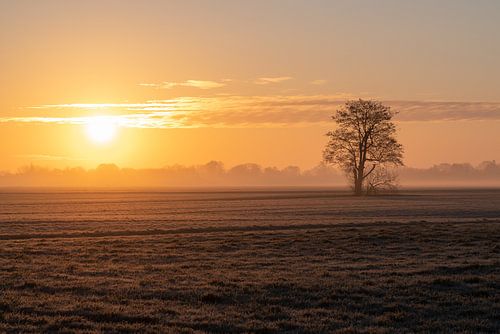 Arbre dans un champ au lever du soleil