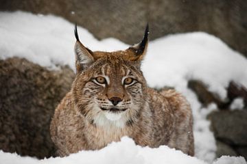 Een mooie en sterke wilde lynx zit rustig vol in de sneeuw en kijkt je met grote, heldere, lachende  van Michael Semenov