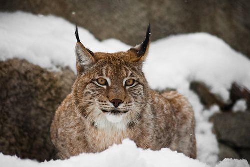 A beautiful and strong wildcat lynx sits quietly   full face in the snow and looks at you with large