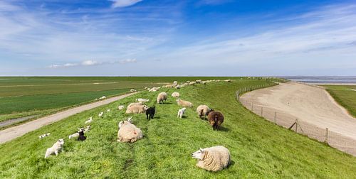 Schapen op een dijk langs de Waddenzee
