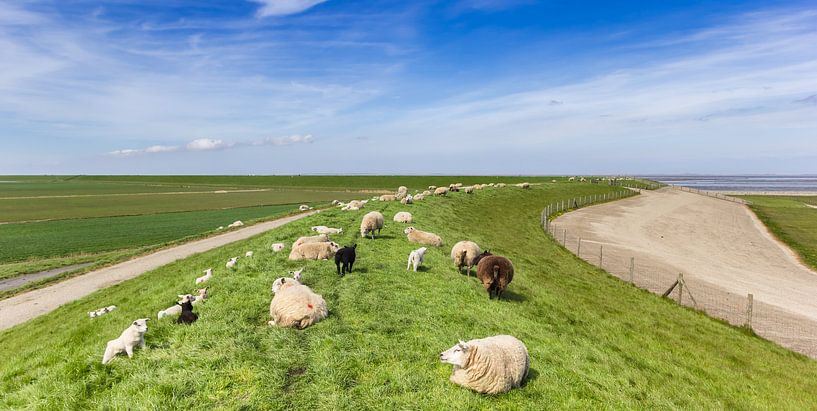 Schafe auf einem Deich am Wattenmeer von Marc Venema