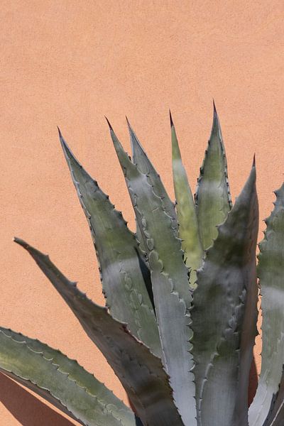 Agave for pastel-coloured wall by Sander Groenendijk